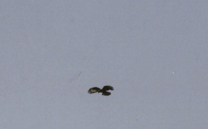 volo d'' angelo